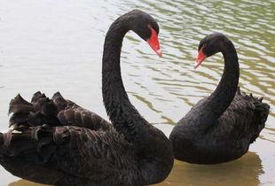 黑天鹅技能爆料最新版  第1张