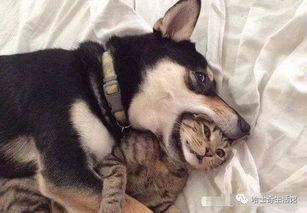 狗子爆料周冬雨视频播放,揭秘幕后故事  第1张